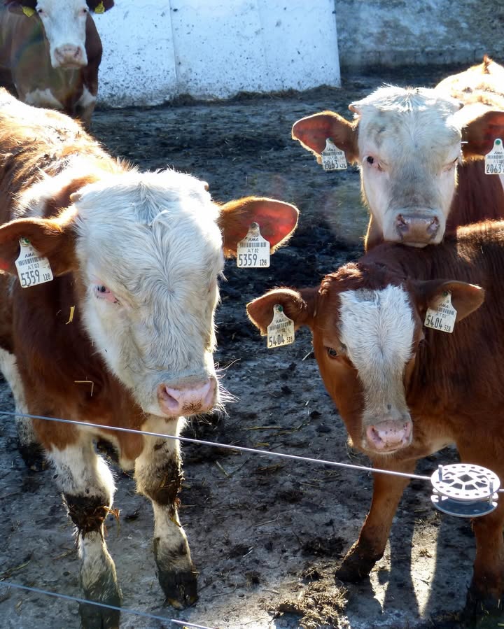 🐮 Einsatz: Entlaufenes Tier